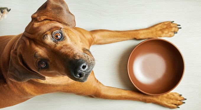 DogBuddy Oval Dog & Cat Placemat