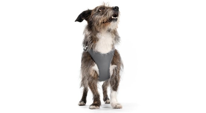 thumbnail image 2 of Padded Dog Harness Cool Grey (DH-PH-GY) | Red Dingo New Zealand 2 of 13