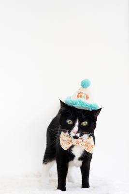 Show full view: Pearhead Happy Purrday Cat Hat & Bowtie Set slide 3 of 5