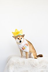 Pearhead Happy Barkday Dog Bandana & Hat Set slide 2 of 5