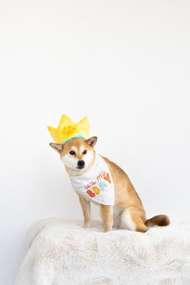 Show full view: Pearhead Happy Barkday Dog Bandana & Hat Set slide 4 of 6