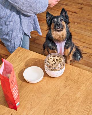 Show full view: W&P Seal Tight Glass Bowl Dog Food Storage, 24-oz, Terrazzo Cream slide 6 of 7