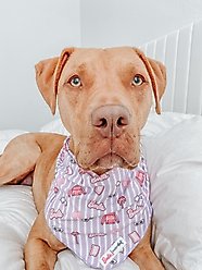 Sassy Woof BARBIE Closet Goals Dog Bandana, Purple, Medium slide 2 of 7