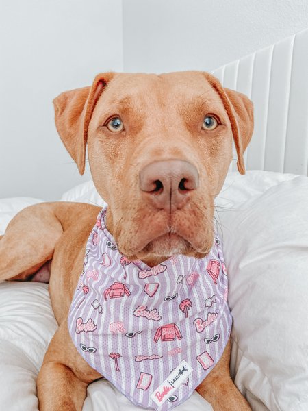 Show full view: Sassy Woof BARBIE Closet Goals Dog Bandana, Purple, Small slide 7 of 7