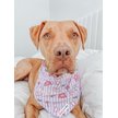 Show in main carousel: Sassy Woof BARBIE Closet Goals Dog Bandana, Purple, Small slide 7 of 7