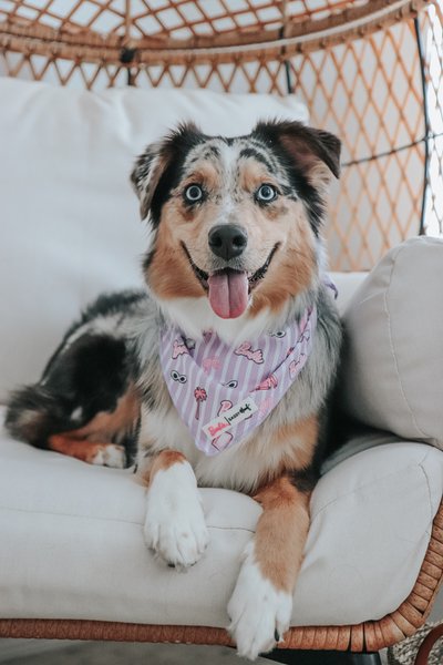 Show full view: Sassy Woof BARBIE Closet Goals Dog Bandana, Purple, Small slide 6 of 7