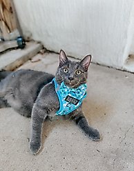 Sassy Woof Purrs & Petals Bowtie Cat Collar Accessory, Blue slide 2 of 5