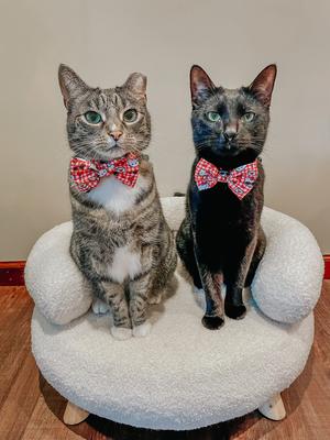 Show full view: Sassy Woof Hello Kitty Red Classic Bowtie Cat Collar Accessory, Red slide 6 of 6