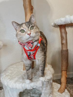 Show full view: Sassy Woof Hello Kitty Red Classic Bowtie Cat Collar Accessory, Red slide 5 of 6