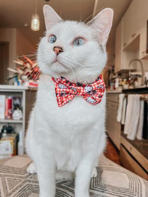 Show full view: Sassy Woof Hello Kitty Red Classic Bowtie Cat Collar Accessory, Red slide 4 of 6