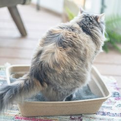 Luli & Cat Disposable Litter Boxes, Brown, Large, 4 count slide 1 of 7