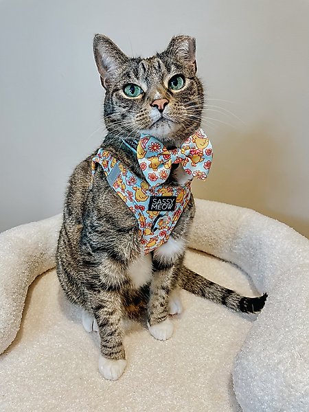 Show full view: Sassy Woof Good Duck, Babe! Step-In Cat Harness, Blue, Medium: 16 to 18-in chest slide 6 of 6