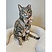 Show in main carousel: Sassy Woof Good Duck, Babe! Step-In Cat Harness, Blue, Medium: 16 to 18-in chest slide 6 of 6