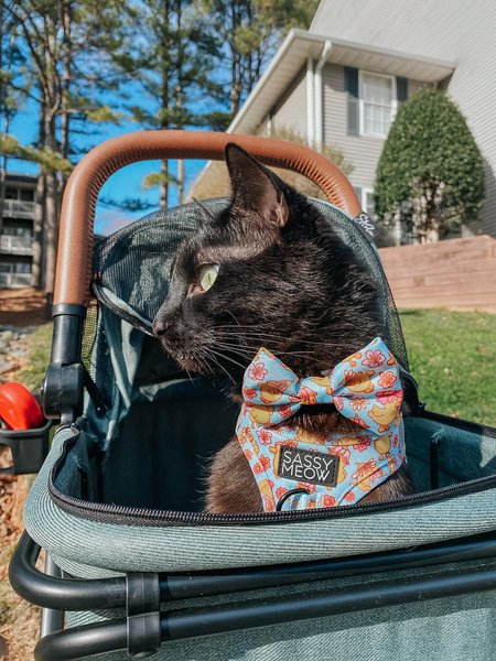 Sassy Woof Neon Frights Bowtie Cat Collar Accessory