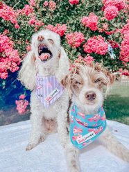 Sassy Woof BARBIE On a Roll Dog Bandana, Blue, Large slide 2 of 6