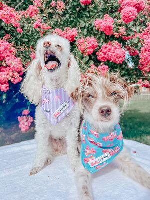 Show full view: Sassy Woof BARBIE On a Roll Dog Bandana, Blue, Small slide 6 of 7