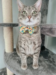 Sassy Woof Zest Friends Bowtie Cat Collar Accessory, Yellow slide 2 of 6