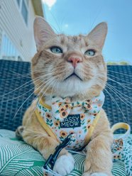 Sassy Woof Sunflower Dreams Bowtie Cat Collar Accessory, Yellow slide 2 of 6