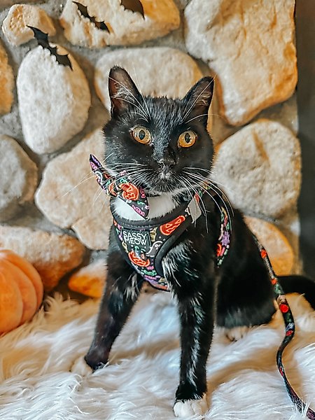 Show full view: Sassy Woof Neon Frights Neoprene Standard Cat Collar, Black, Medium: 8 to 12-in neck, 2/5-in wide slide 6 of 6