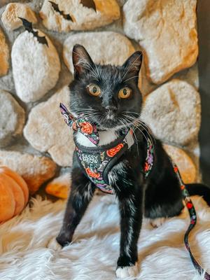 Show full view: Sassy Woof Neon Frights Neoprene Standard Cat Collar, Black, Small: 6 to 8-in neck, 2/5-in wide slide 6 of 6