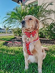 Sassy Woof Disney's 101 Dalmatians Sailor Bow Dog Collar Accessory, Red slide 2 of 6