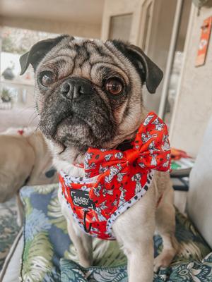 Show full view: Sassy Woof Disney's 101 Dalmatians Sailor Bow Dog Collar Accessory, Red slide 5 of 6