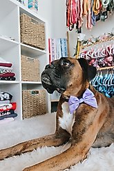 Sassy Woof Aurora Sailor Bow Dog Collar Accessory, Purple slide 2 of 6