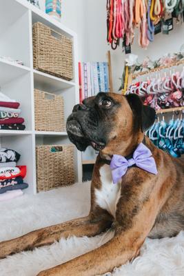 Show full view: Sassy Woof Aurora Sailor Bow Dog Collar Accessory, Purple slide 6 of 7