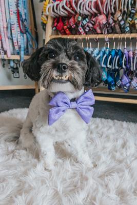 Show full view: Sassy Woof Aurora Sailor Bow Dog Collar Accessory, Purple slide 5 of 7