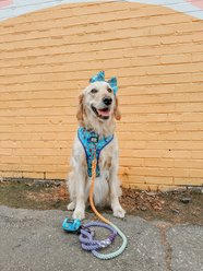 Sassy Woof STAR WARS The Mandalorian Sailor Bow Dog Collar Accessory, Blue slide 2 of 5