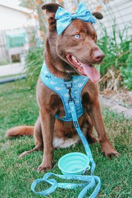 Show full view: Sassy Woof Might as Whale Sailor Bow Dog Collar Accessory, Blue slide 5 of 5