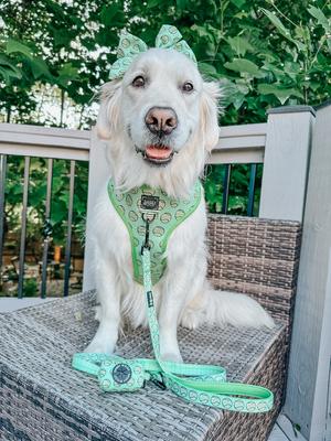 Show full view: Sassy Woof Serving Up Sass Sailor Bow Dog Collar Accessory, Green slide 5 of 5
