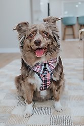 Sassy Woof Pawberry Sailor Bow Dog Collar Accessory, Pink slide 2 of 6