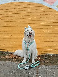 Sassy Woof STAR WAR The Child Sailor Bow Dog Collar Accessory, Green slide 2 of 5