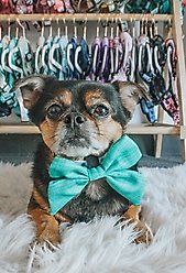 Sassy Woof Wag Your Teal Sailor Bow Dog Collar Accessory, Green slide 2 of 5