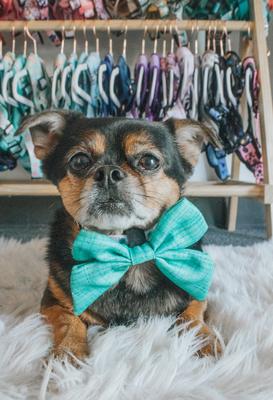 Show full view: Sassy Woof Wag Your Teal Sailor Bow Dog Collar Accessory, Green slide 5 of 5