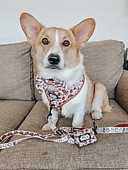 Sassy Woof STAR WAR The Rebel Alliance Sailor Bow Dog Collar Accessory, Beige slide 2 of 5