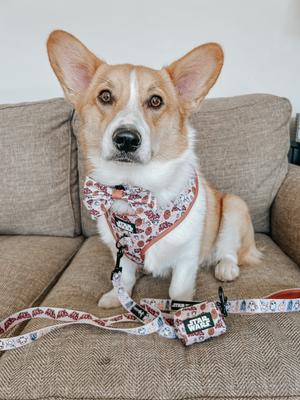 Show full view: Sassy Woof STAR WAR The Rebel Alliance Sailor Bow Dog Collar Accessory, Beige slide 5 of 5