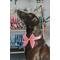 Show in main carousel: Sassy Woof Dolce Rose Sailor Bow Dog Collar Accessory, Pink slide 5 of 5