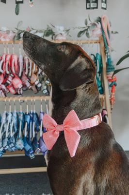 Show full view: Sassy Woof Dolce Rose Sailor Bow Dog Collar Accessory, Pink slide 5 of 5