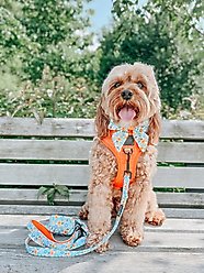 Sassy Woof Must be the Honey Sailor Bow Dog Collar Accessory, Orange slide 2 of 5
