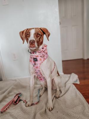 Show full view: Sassy Woof Out of Office Sailor Bow Dog Collar Accessory, Pink slide 5 of 5