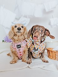 Sassy Woof Good Duck, Babe! Sailor Bow Dog Collar Accessory, Blue slide 2 of 5