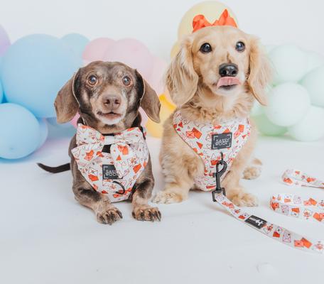 Show full view: Sassy Woof P.S. I Woof You Sailor Bow Dog Collar Accessory, Beige slide 5 of 5