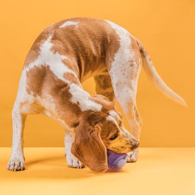 Show full view: Dogline Euro Ball Dog Toy, Purple, 2.75-in slide 6 of 8