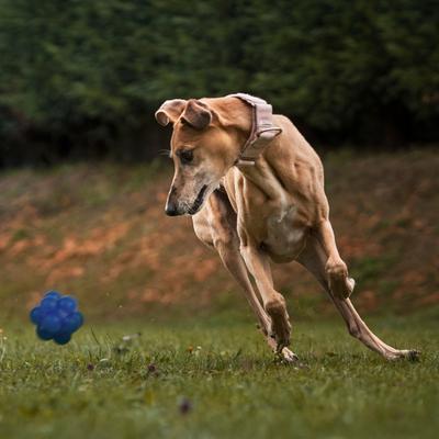 Show full view: Dogline Bur Ball Dog Toy, Blue, 2.36-in slide 7 of 8