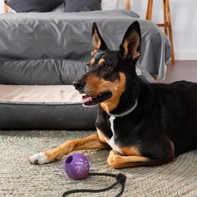 Show full view: Dogline Euro Ball Rope Dog Toy, Purple, 2.75-in slide 9 of 10