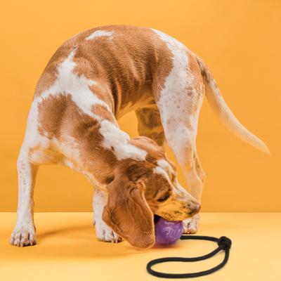 Show full view: Dogline Euro Ball Rope Dog Toy, Purple, 2.75-in slide 8 of 10