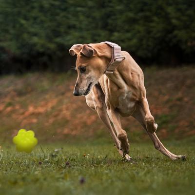 Show full view: Dogline Bur Ball Dog Toy, Yellow, 2-in slide 7 of 8