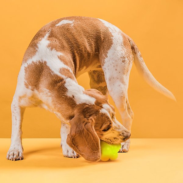 Show full view: Dogline Bur Ball Dog Toy, Yellow, 2-in slide 6 of 8